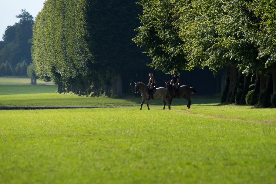 Marquise — French Saddle Horse