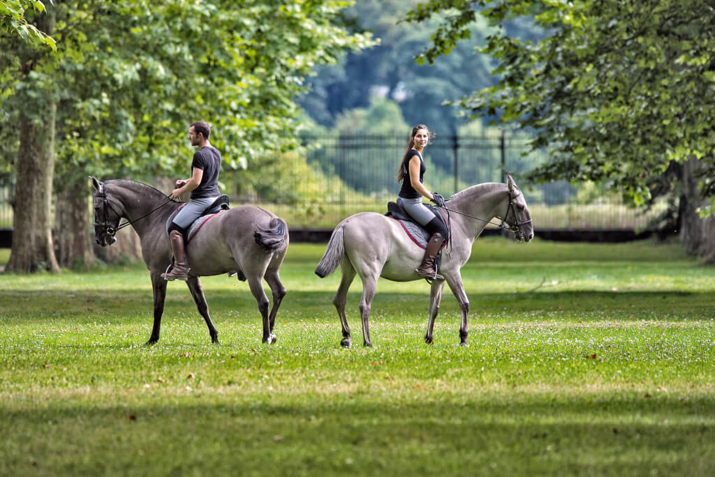 Diane — Thoroughbred